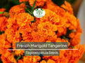 100 Seeds French Marigold Tangerine Double Dwarf, Non-GMO, Beneficial Plant, Vibrant Orange Blooms, Ideal for Containers, Garden Borders
