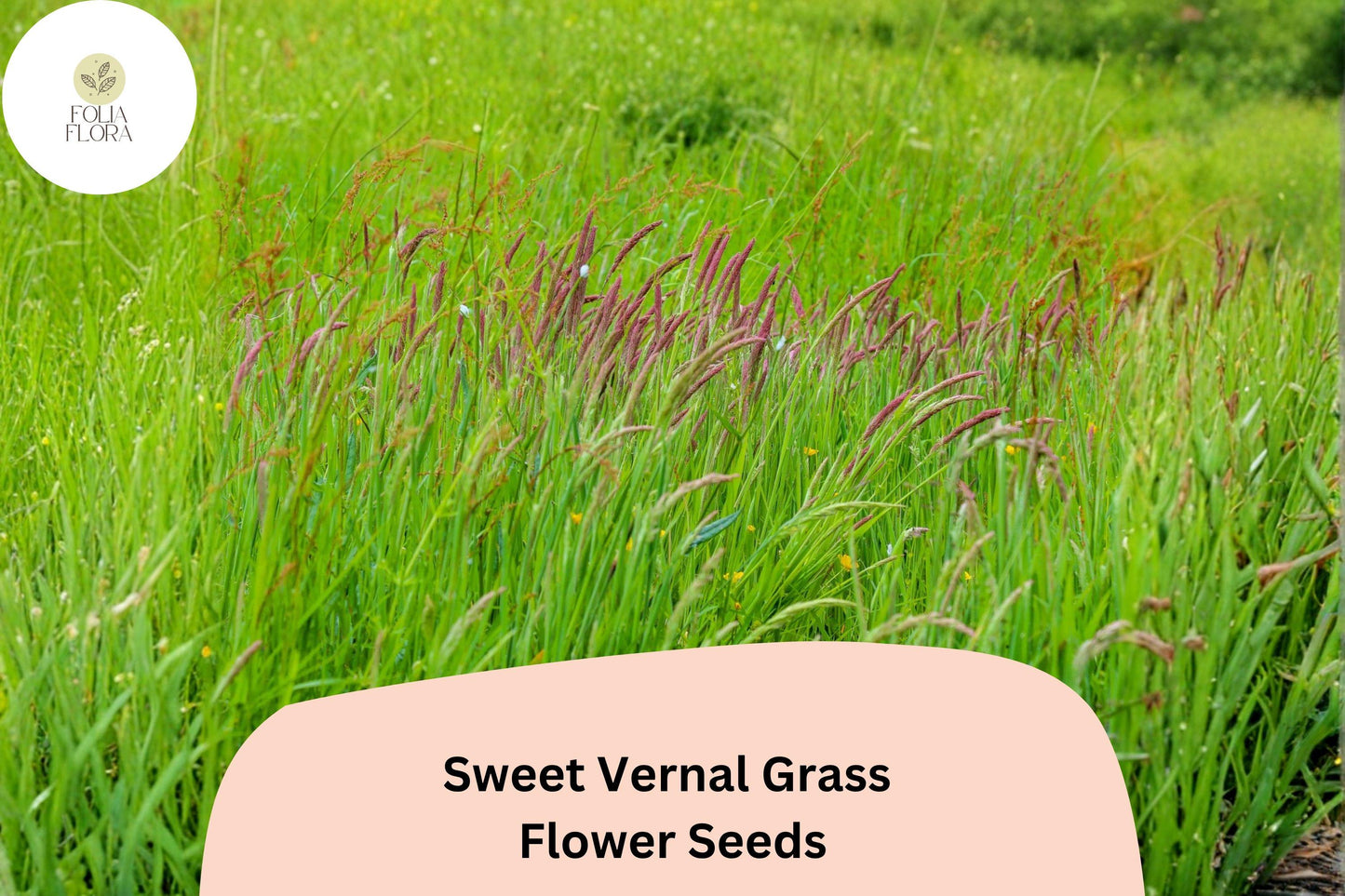 300 Sweet Vernal Grass Seeds (Anthoxanthum odoratum) – Fragrant Ornamental Grass for Garden or Meadow