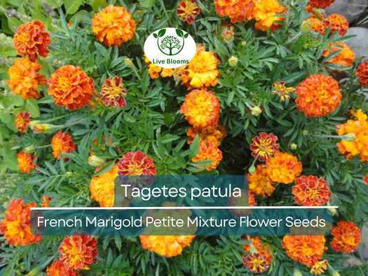 500 mg Seeds French Marigold Petite Mixture (Tagetes patula) for Planting | Vibrant Compact Blooms for Gardens & Pollinator Habitats