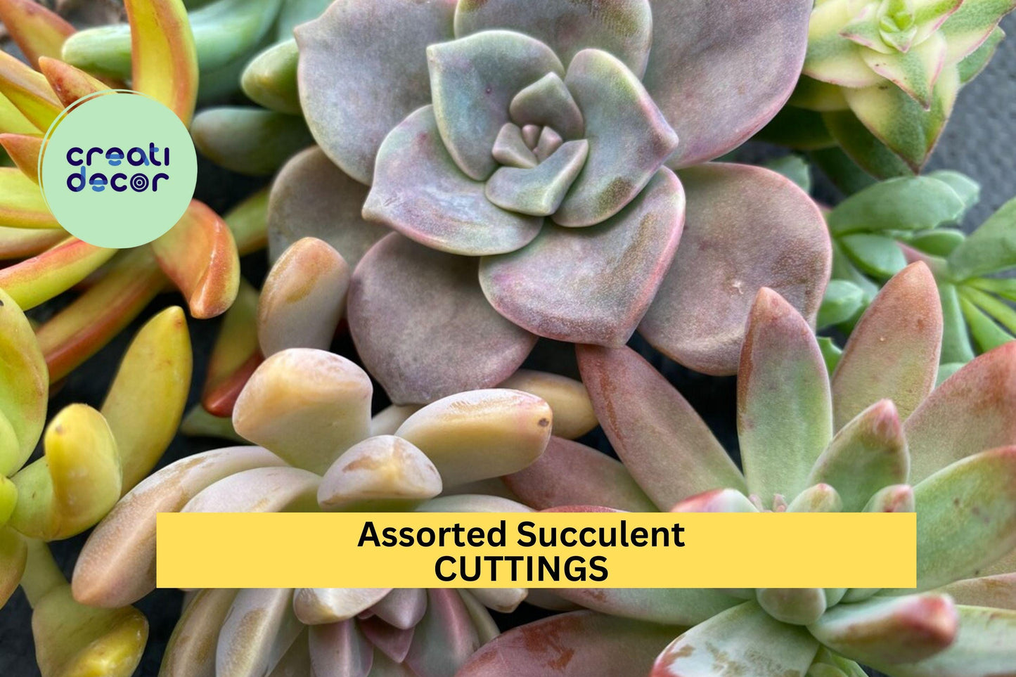 15 Assorted Succulent Cuttings – No Duplicates | Unrooted Mixed Variety Cuttings Ready to Plant | Colorful DIY Cactus Garden Starter