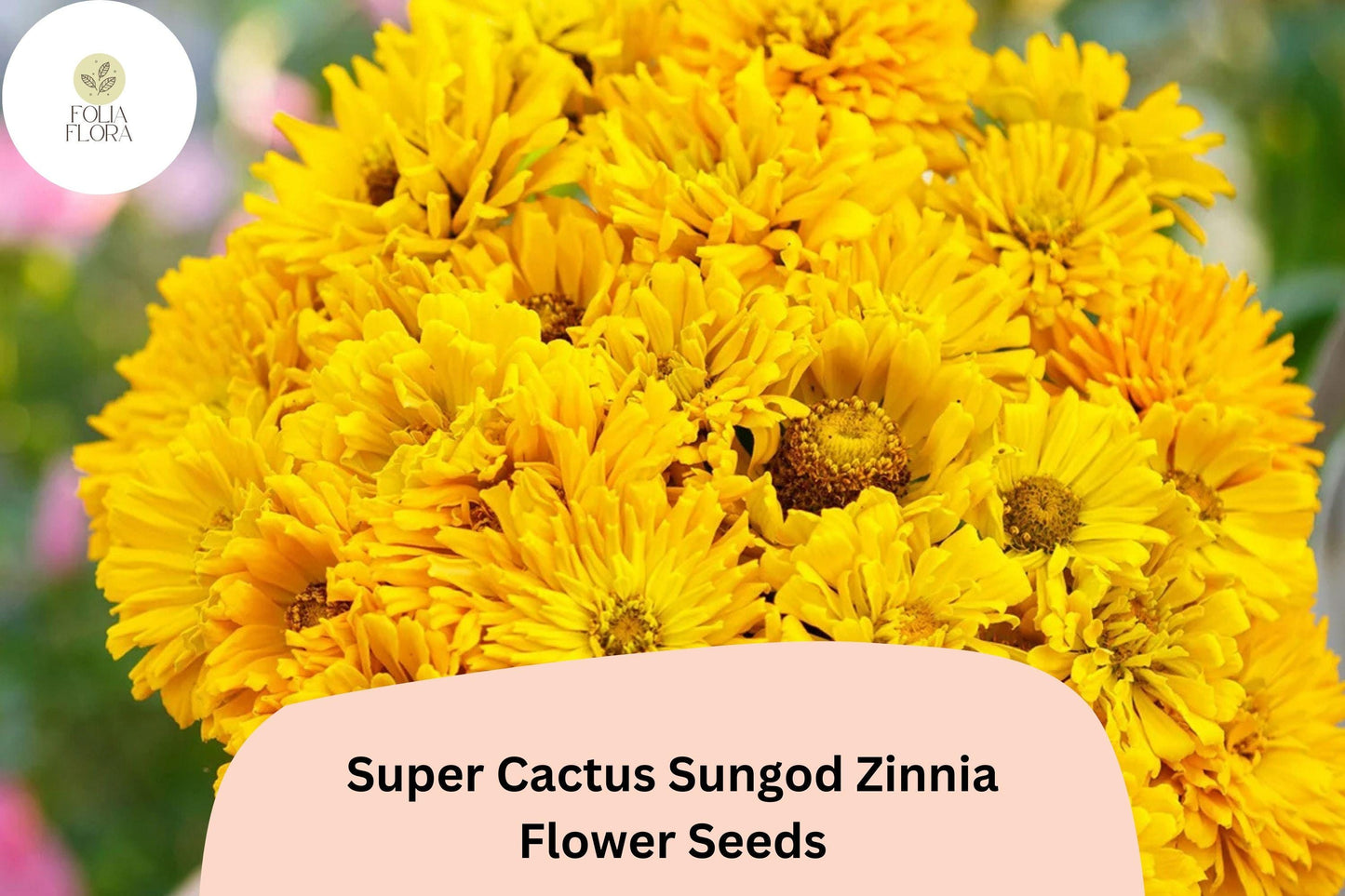 Super Cactus Sungod Zinnia Seeds: Large Yellow Blooms, Heirloom Non-GMO