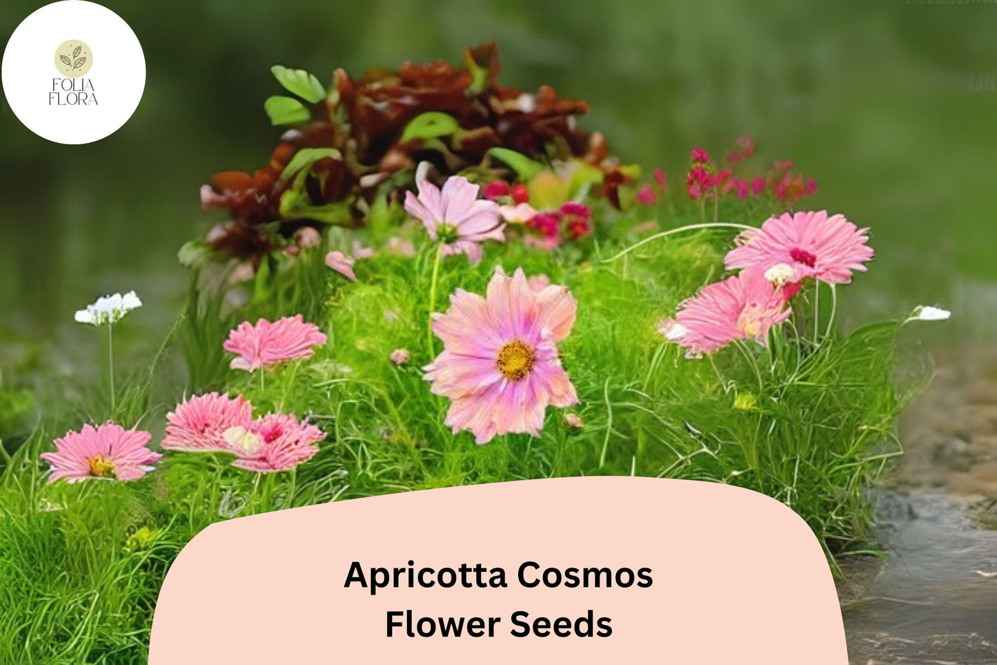 200+ Apricotta Cosmos Seeds | Cosmos Bipinnatus Peach Apricot Flower Garden Planting