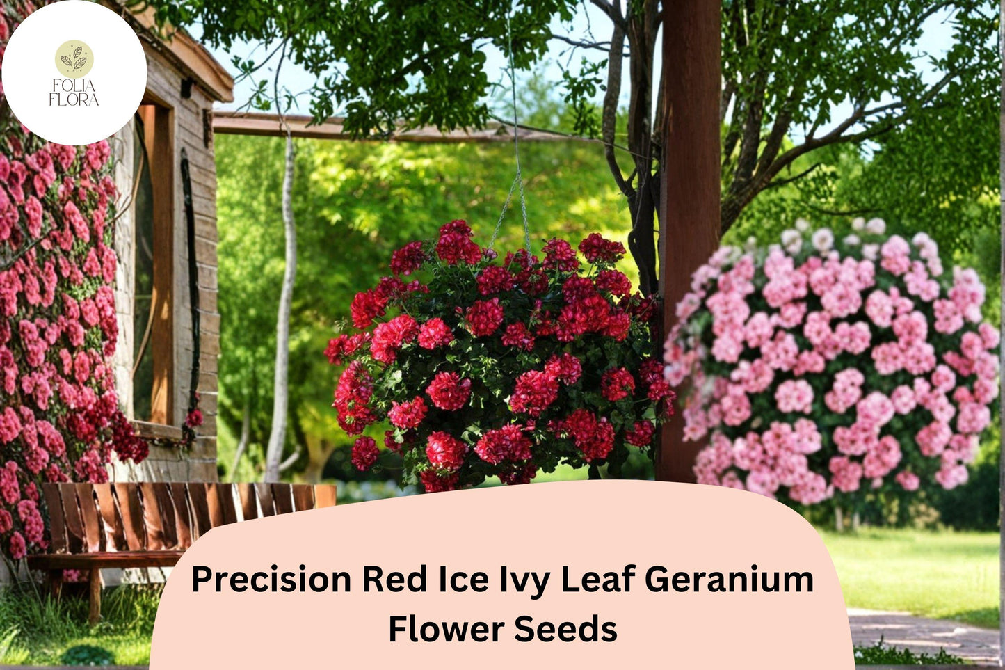 25+ Precision Red Ice Ivy Leaf Geranium Seeds | Trailing Red & White Geranium | Hanging Basket and Garden Plant