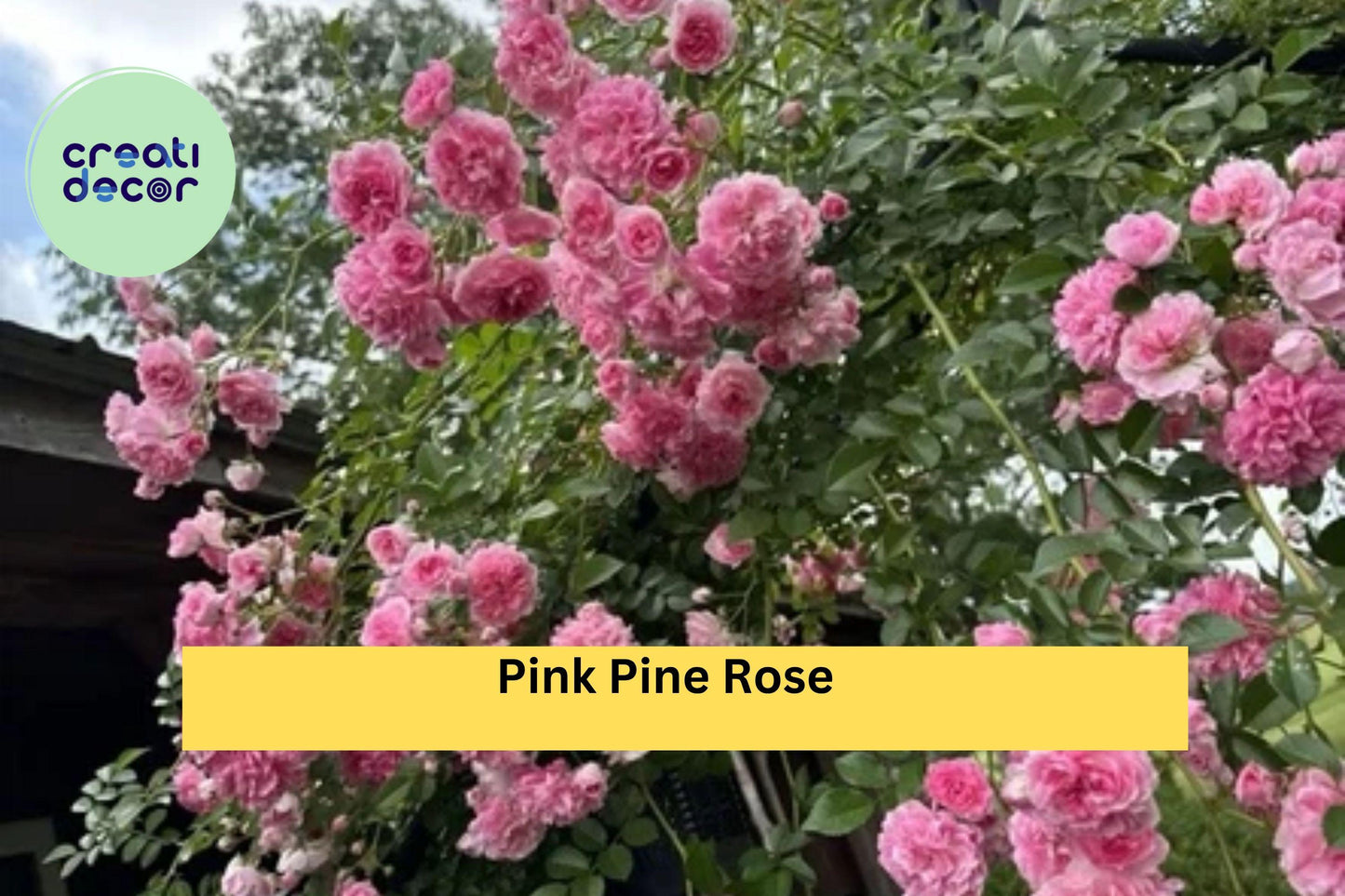 Pink Pine Climbing Rose – 5 Heirloom Rose Bush Cuttings, Guaranteed to Root, Fragrant Vintage Garden Rose Variety