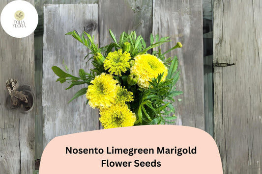 25+ Nosento Limegreen Marigold Seeds | Tagetes erecta | Unique Green Marigold | Rare Annual Flower for Garden Planting