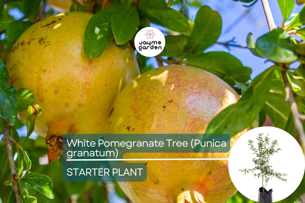 White Pomegranate Tree Live Starter Plant 12-24" | Sweet Tropical Fruit Tree | Low Maintenance & Drought Tolerant | USDA Zones 7-11