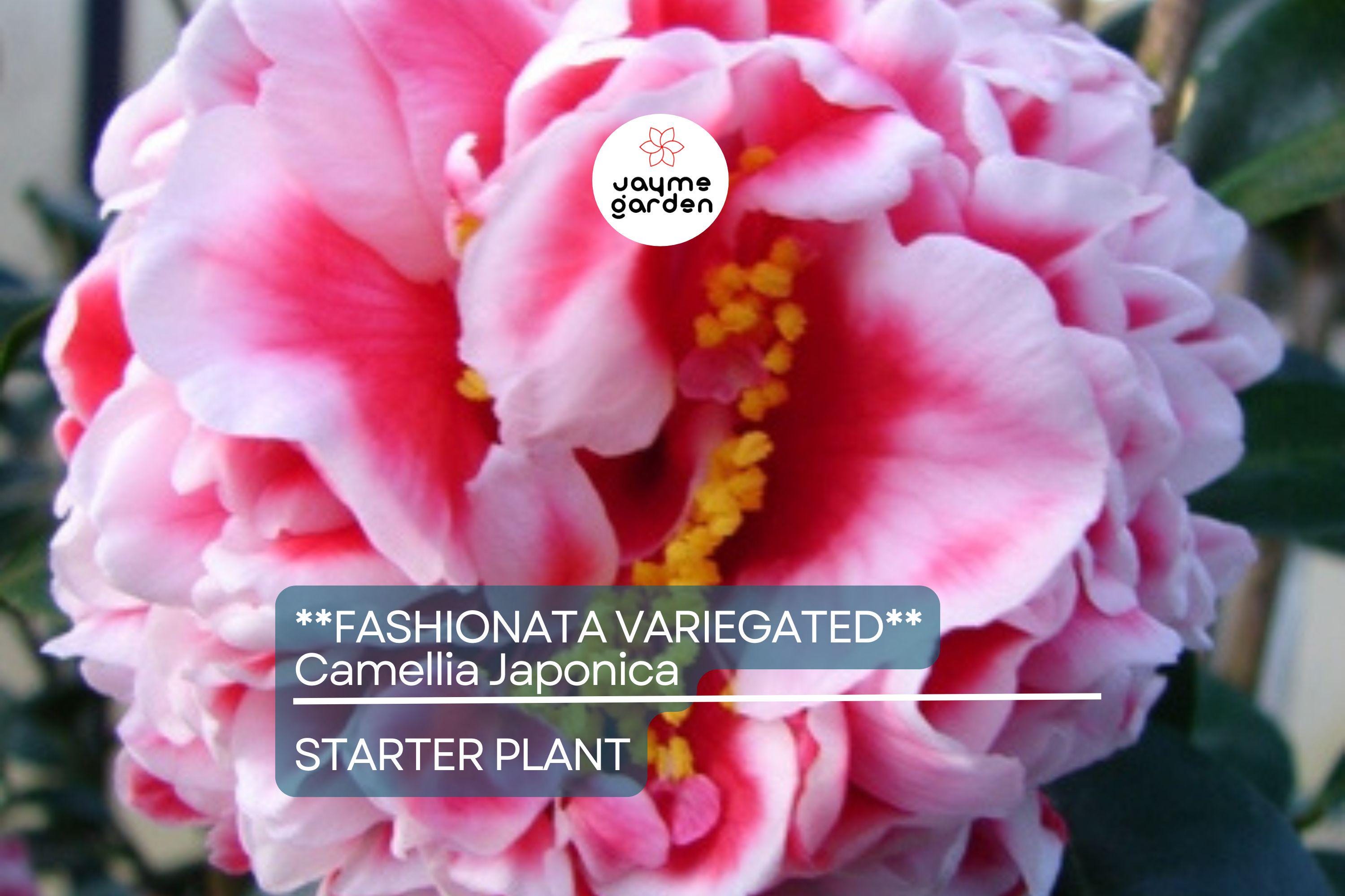 Fashionata Variegated Camellia Japonica Starter Plant | Unique Bloom | Live Well-Rooted Plant in Pot | Evergreen Shrub | USDA Zones 7-10