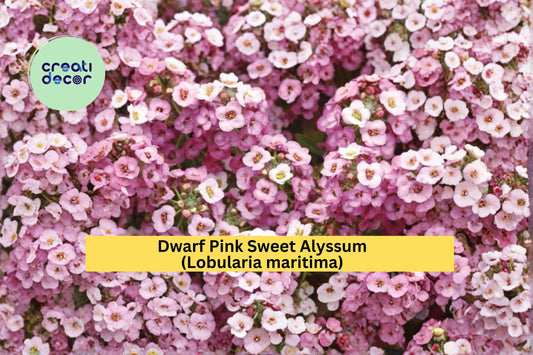 Dwarf Pink Sweet Alyssum Seeds Lobularia maritima 100 Count Low Growing Fragrant Flower Garden Border Plant