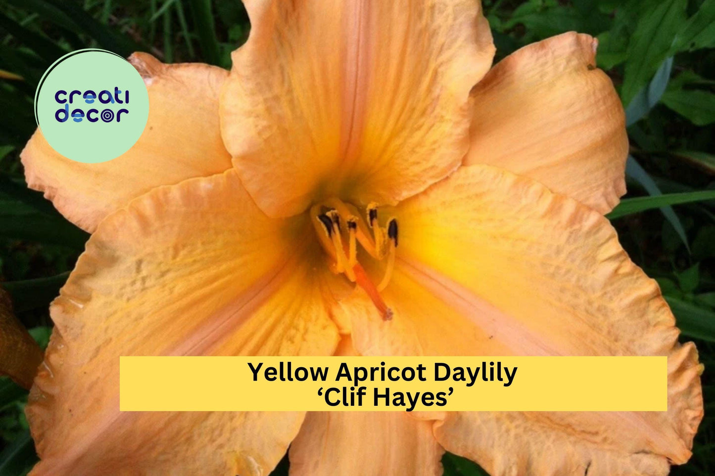 Yellow Apricot Daylily ‘Clif Hayes’ | Live Bare Root Perennial Plant | Large 7.5" Summer Blooms