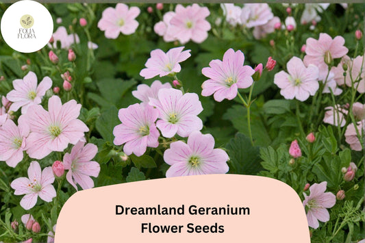 25+ Dreamland Geranium Seeds | Pink Hardy Perennial Cranesbill | Long Blooming Garden Flower & Ground Cover