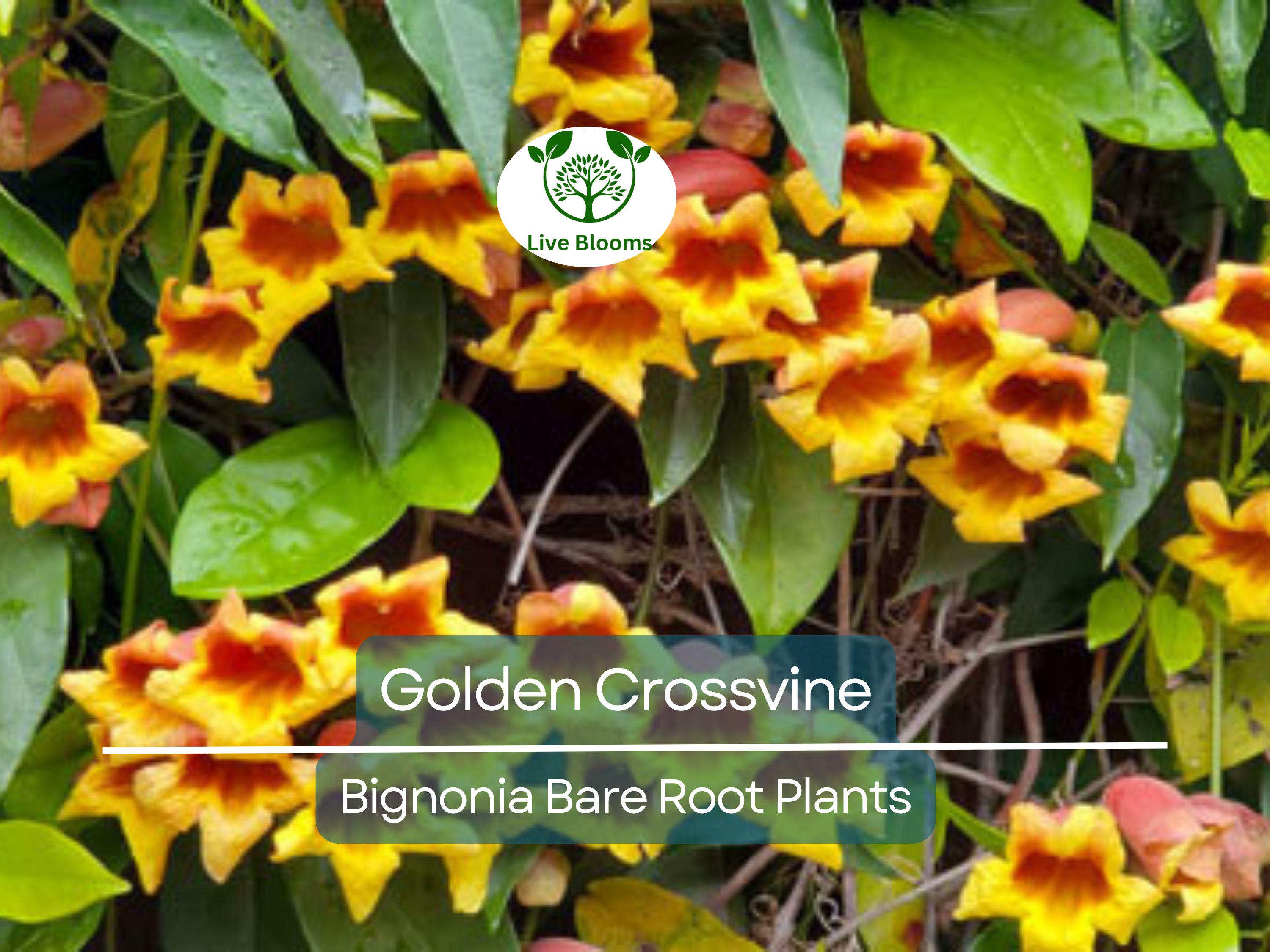 1 Golden Crossvine Live Plant – Bignonia capreolata Bare Root 1/2 to 1', Hardy, Native Vine with Trumpet Blooms, Fast-Growing Climber