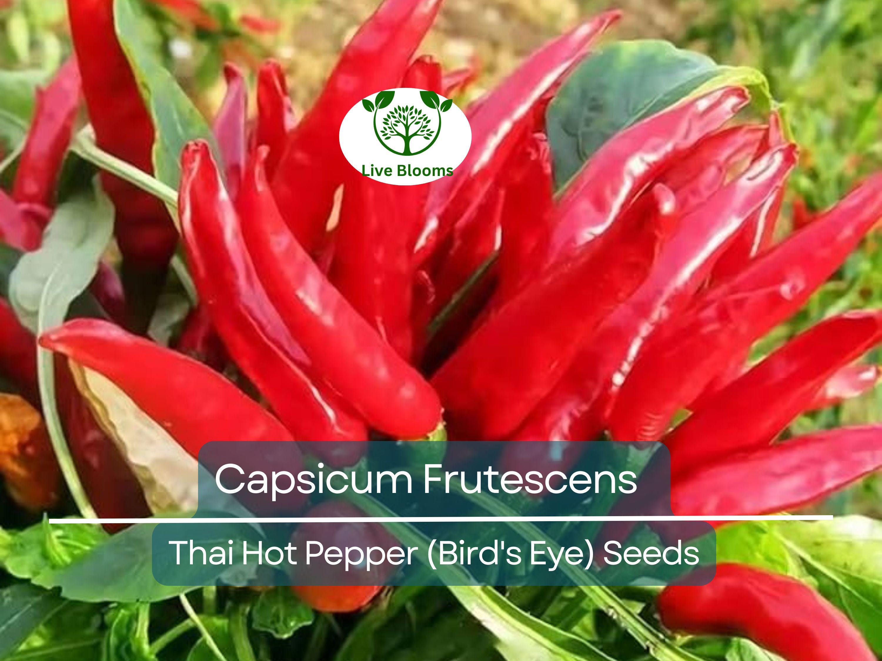 30 Seeds Thai Capsicum Frutescens Hot Pepper (Bird's Eye) – Small, Super Spicy Thai Chili Pepper for Planting, Ideal for Stir-Fries & Sauces