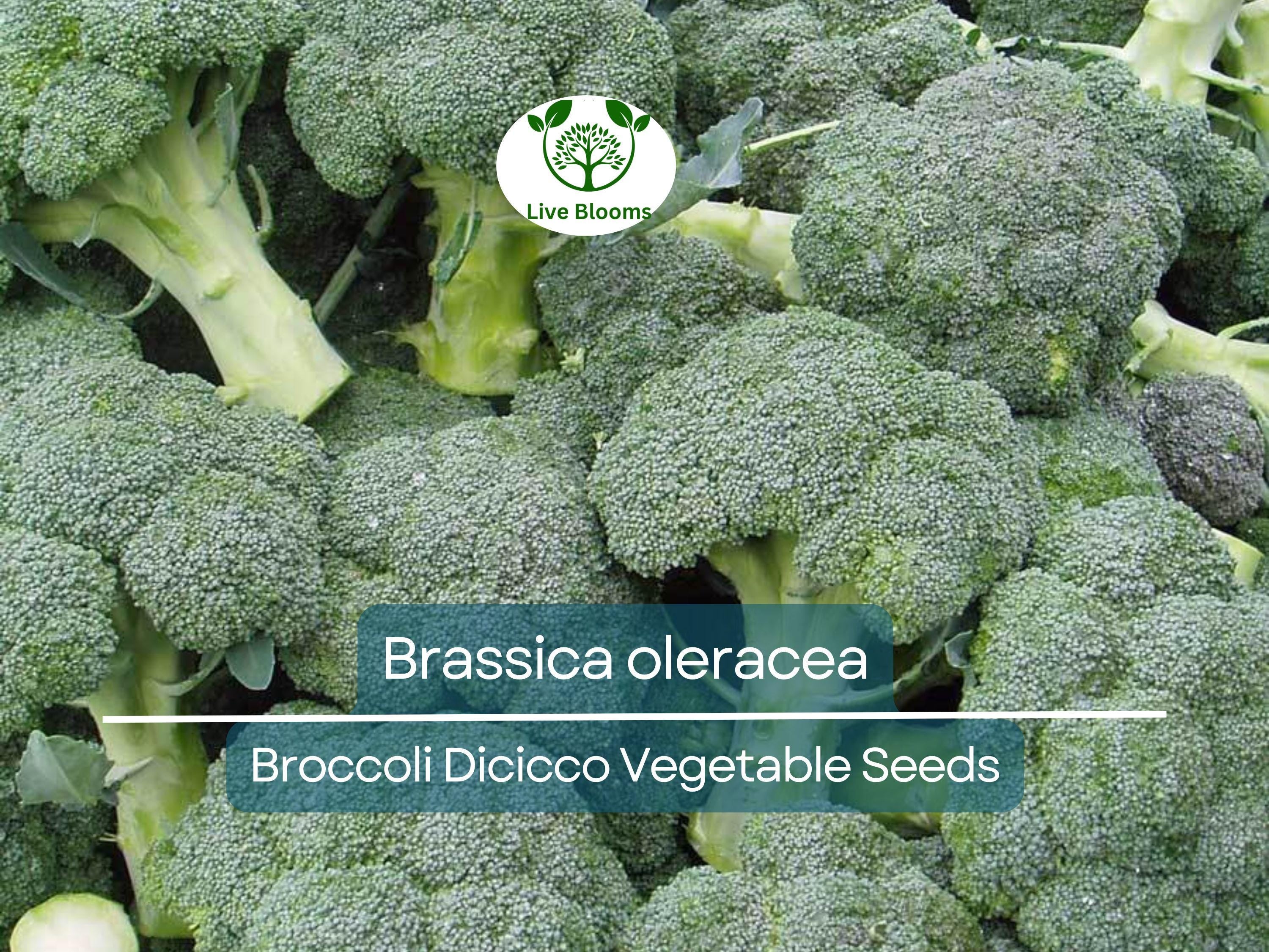 300 Seeds Broccoli Dicicco - Brassica oleracea | Heirloom Broccoli Seeds for Planting, Gardening & Nutritious Harvests