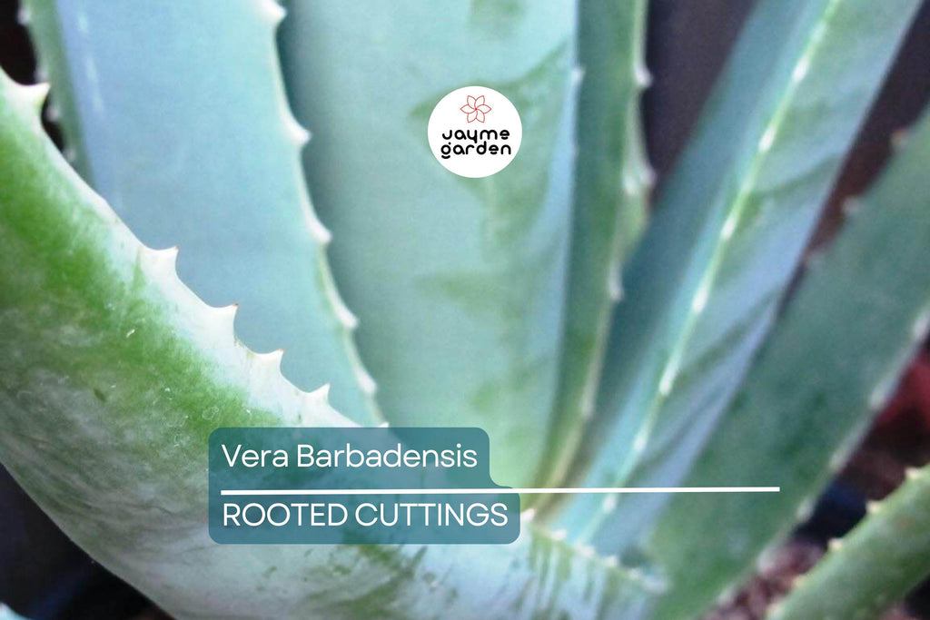 Rooted Aloe Vera Plant with Pot - Small Aloe Barbadensis Live Plant - Easy Care Succulent, Ready to Plant