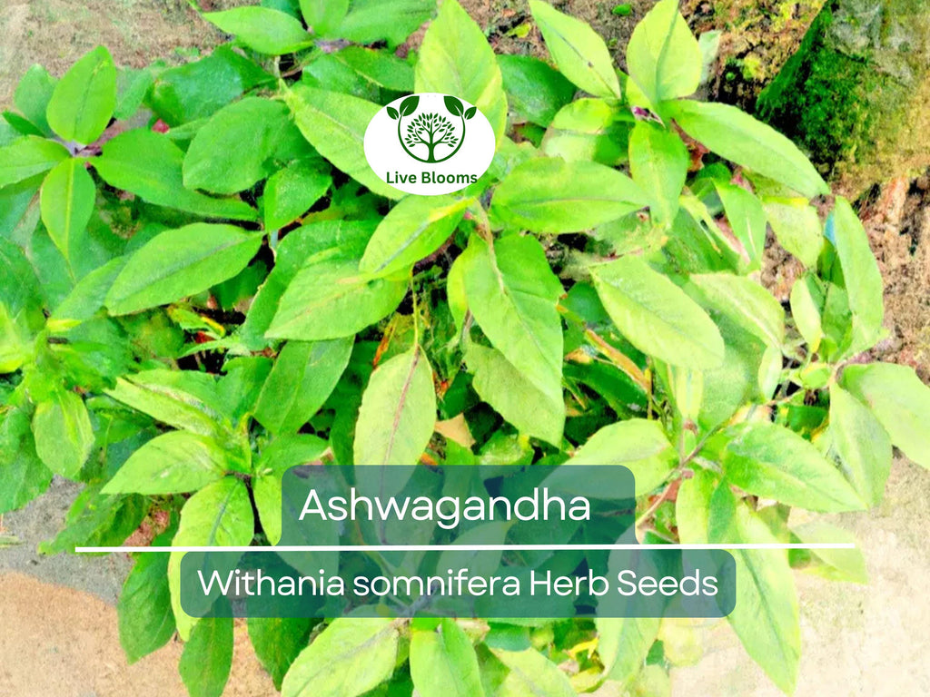 50 Ashwagandha Herb Seeds for planting | Withania somnifera (Indian Ginseng) - Grow Your Own Plant