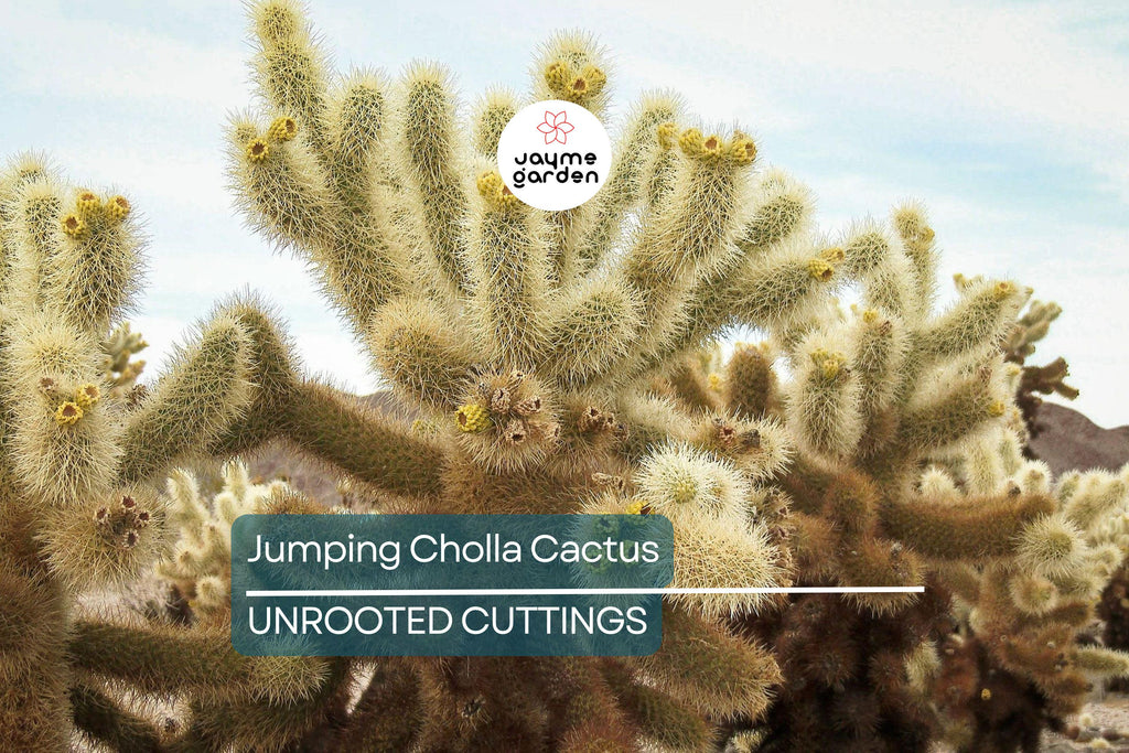 Jumping Cholla Cactus Live Cutting, Fast Growing, Evergreen, Full Sun, Arid Climate, Indoor/Outdoor, Unique Plant for Cacti Lovers