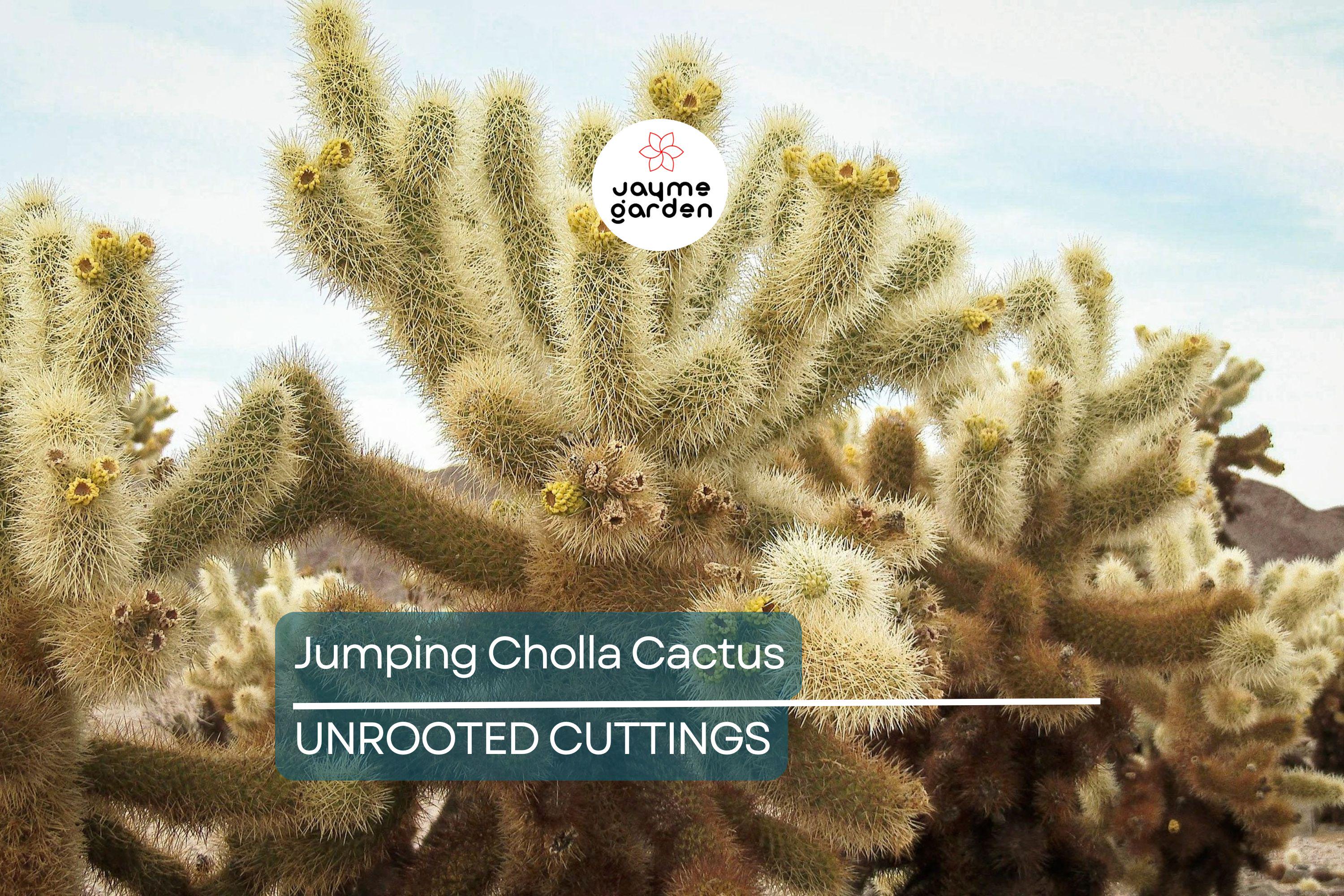 Jumping Cholla Cactus Live Cutting, Fast Growing, Evergreen, Full Sun, Arid Climate, Indoor/Outdoor, Unique Plant for Cacti Lovers