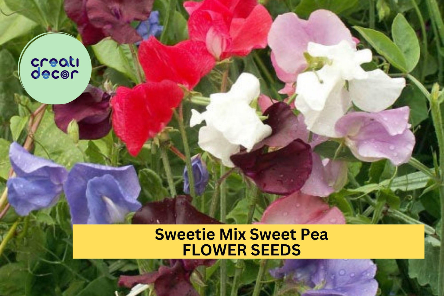 50+ Sweetie Mix Sweet Pea Seeds – Compact Fragrant Blooms for Garden Planting, Dwarf Vines for Borders & Pots – USA