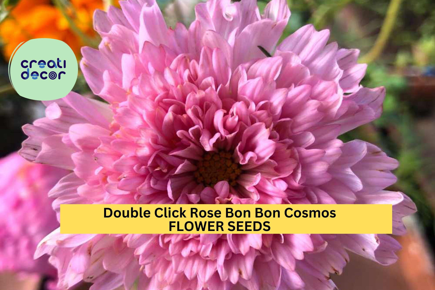 200+ Double Click Rose Bon Bon Cosmos Seeds – Fully Double Pink Blooms for Garden Planting, Pollinator-Friendly Annuals – USA