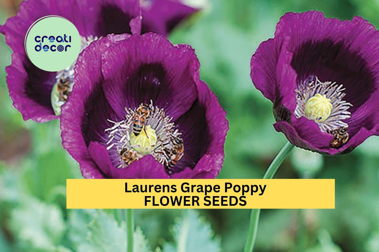 200+ Laurens Grape Poppy Seeds – Rich Purple Blooms for Garden Planting, Dramatic Spring Flowers for Borders & Pollinator Beds – USA