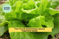 3pcs of 1g Tom Thumb Butterhead Lettuce Seeds – Mini Heirloom Lettuce Ideal for Small Spaces and Container Gardening Seeds for Planting