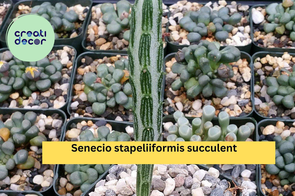 Senecio Stapeliiformis Pickle Plant – Live Rooted Succulent in 4" Pot, Easy-Care Indoor or Outdoor Cactus-Like Plant, Unique Striped Stems