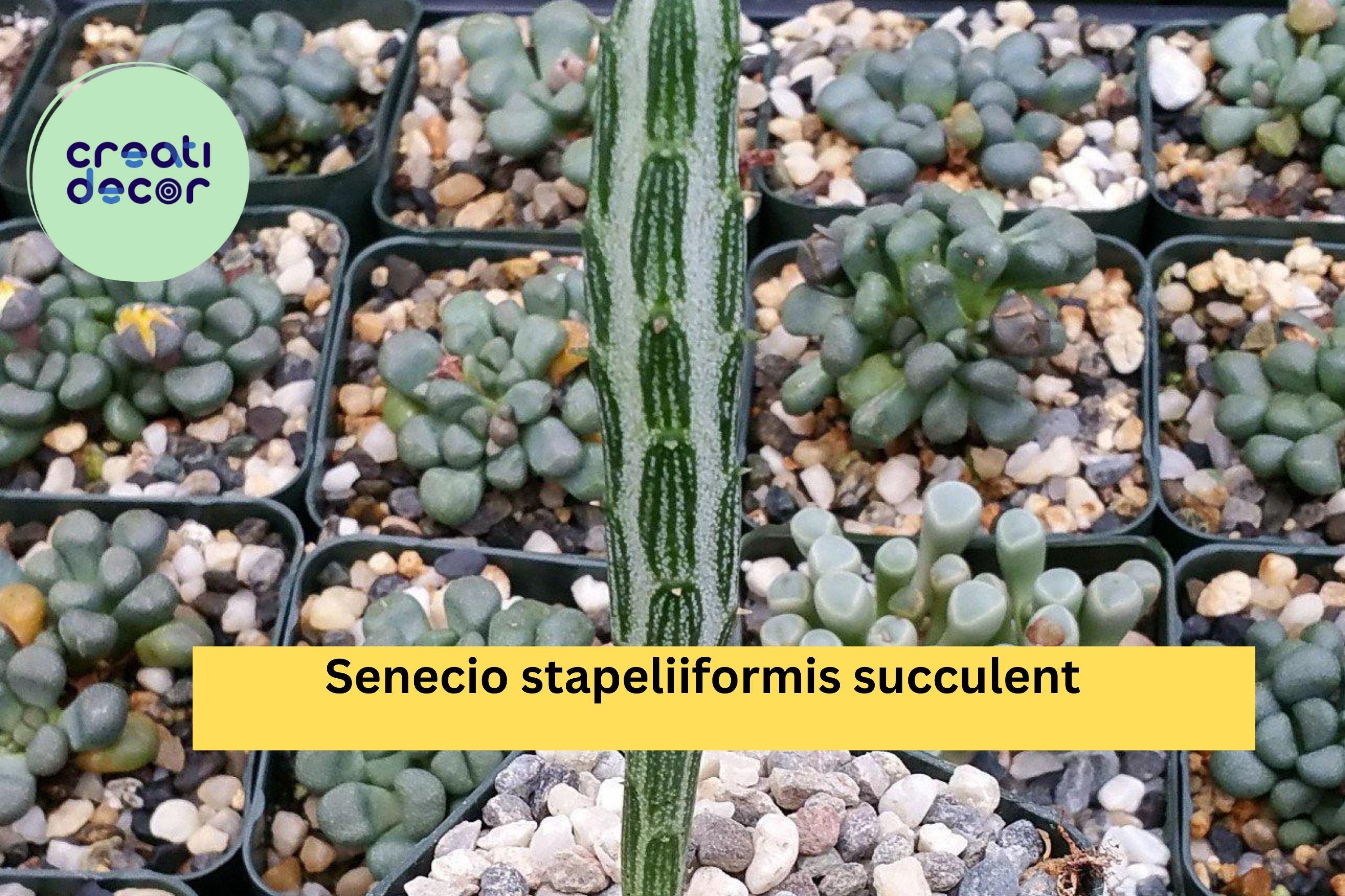 Senecio Stapeliiformis Pickle Plant – Live Rooted Succulent in 4" Pot, Easy-Care Indoor or Outdoor Cactus-Like Plant, Unique Striped Stems