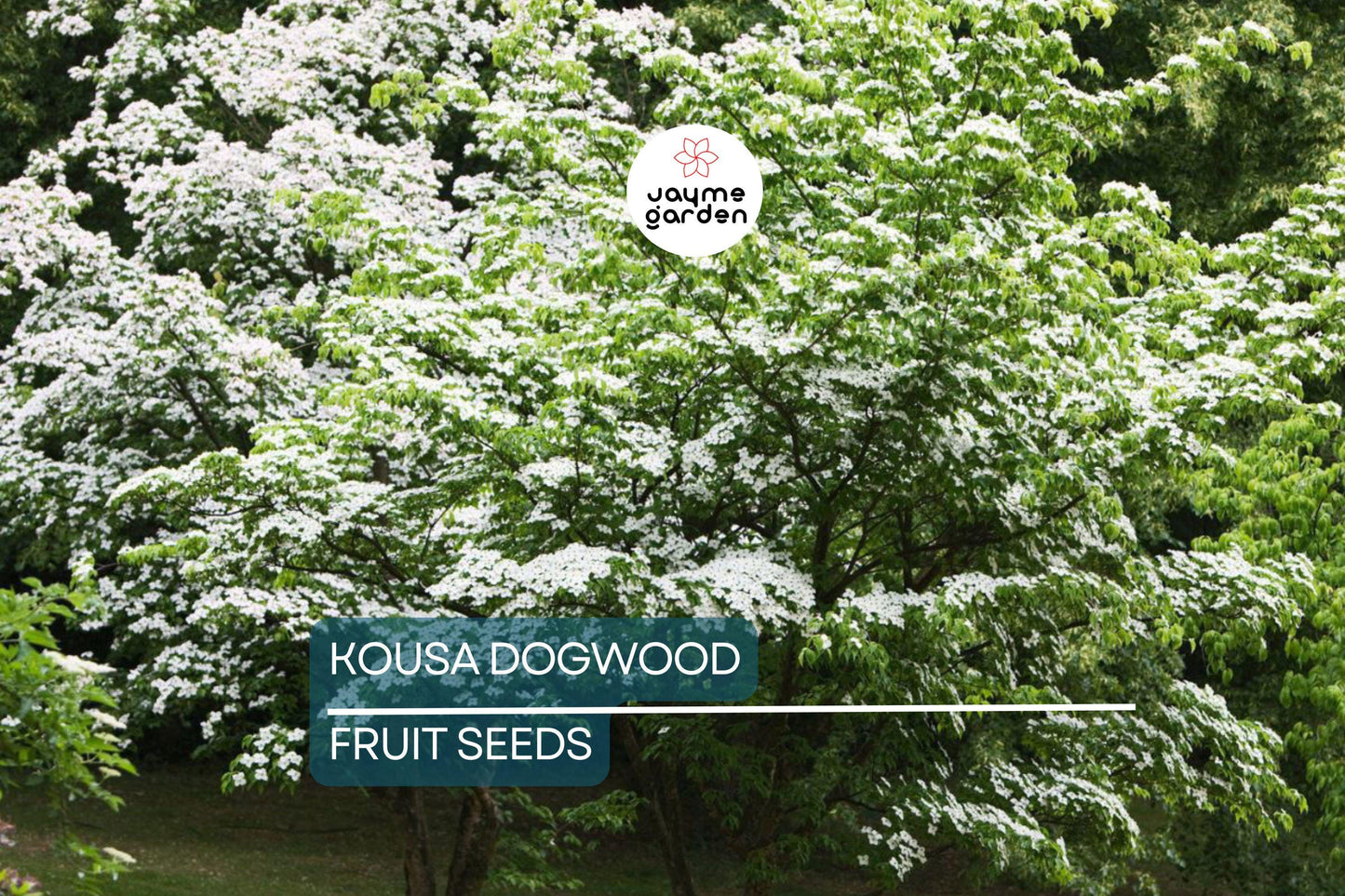 5 Kousa Dogwood Tree Seeds (Cornus kousa) – Milky Way, White Flowers, Red Fruit, Hardy 15-30ft