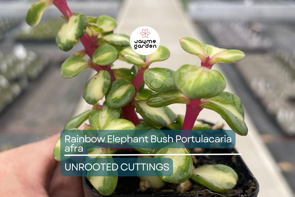 20 Rainbow Elephant Bush Cuttings - Portulacaria afra Succulent Cactus Live Plants for Propagation