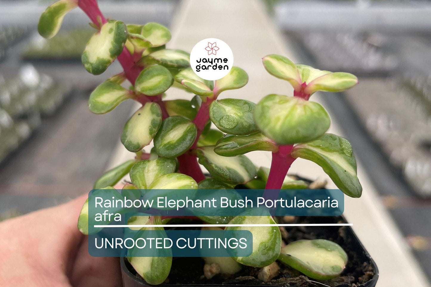 20 Rainbow Elephant Bush Cuttings - Portulacaria afra Succulent Cactus Live Plants for Propagation