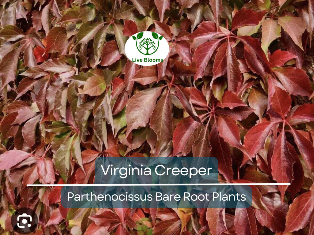 5 Virginia Creeper Vines – Bare Root Plants – Parthenocissus quinquefolia – Fast-Growing Native Perennial Climber