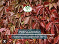 5 Virginia Creeper Vines – Bare Root Plants – Parthenocissus quinquefolia – Fast-Growing Native Perennial Climber