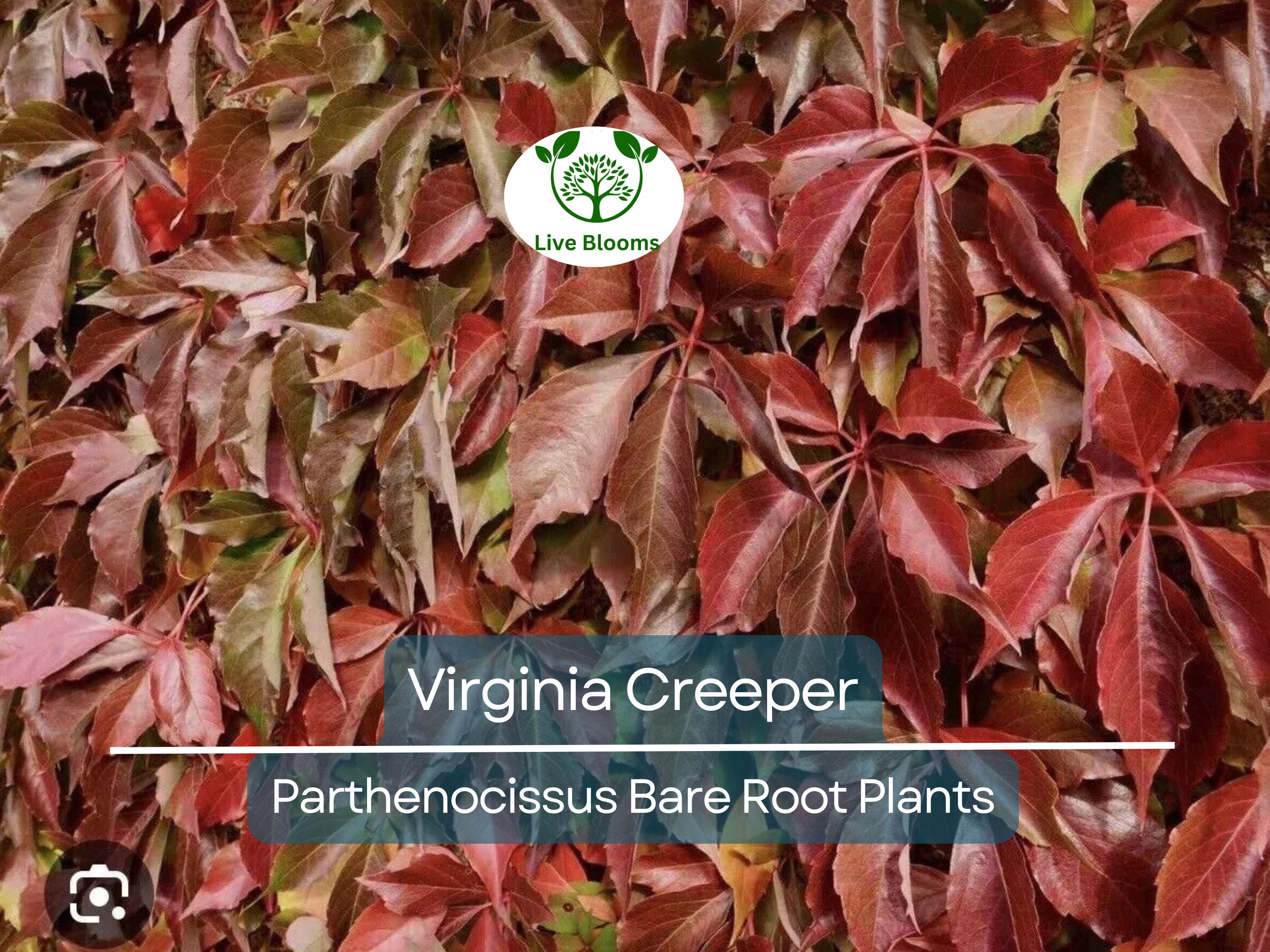 5 Virginia Creeper Vines – Bare Root Plants – Parthenocissus quinquefolia – Fast-Growing Native Perennial Climber