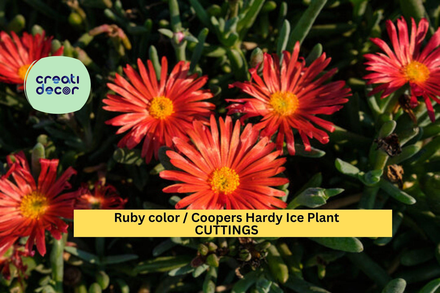 10 Ruby Ice Plant Cuttings – 6" Delosperma cooperi Stems | Hardy Ground Cover for Rock Gardens, Slopes, or Drought-Tolerant Landscapes