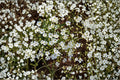 Baby’s Breath – Gypsophila elegans 100 Seeds | Covent Garden White | Delicate Annual Blooms | Cut Flower Favorite