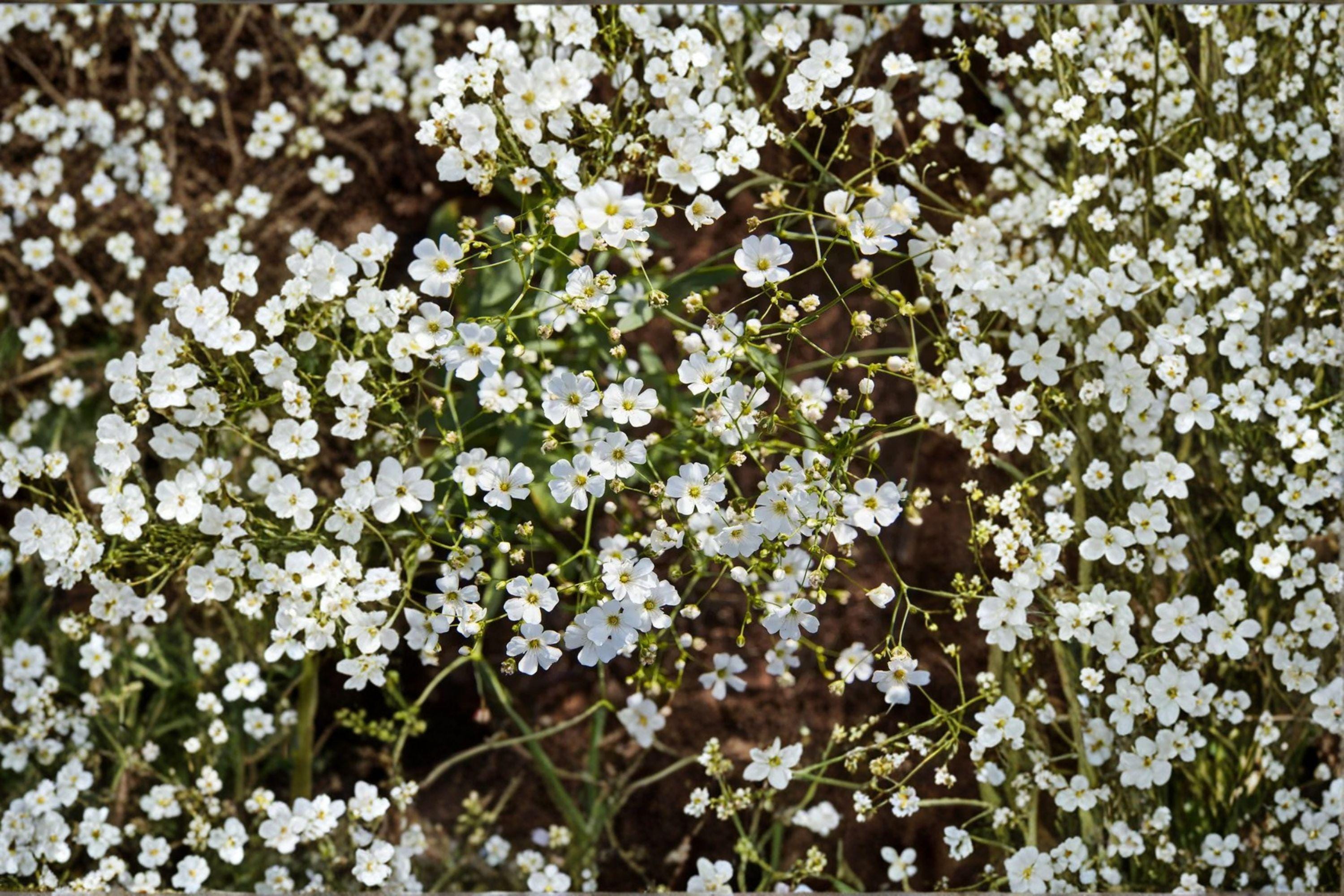 Baby’s Breath – Gypsophila elegans 100 Seeds | Covent Garden White | Delicate Annual Blooms | Cut Flower Favorite