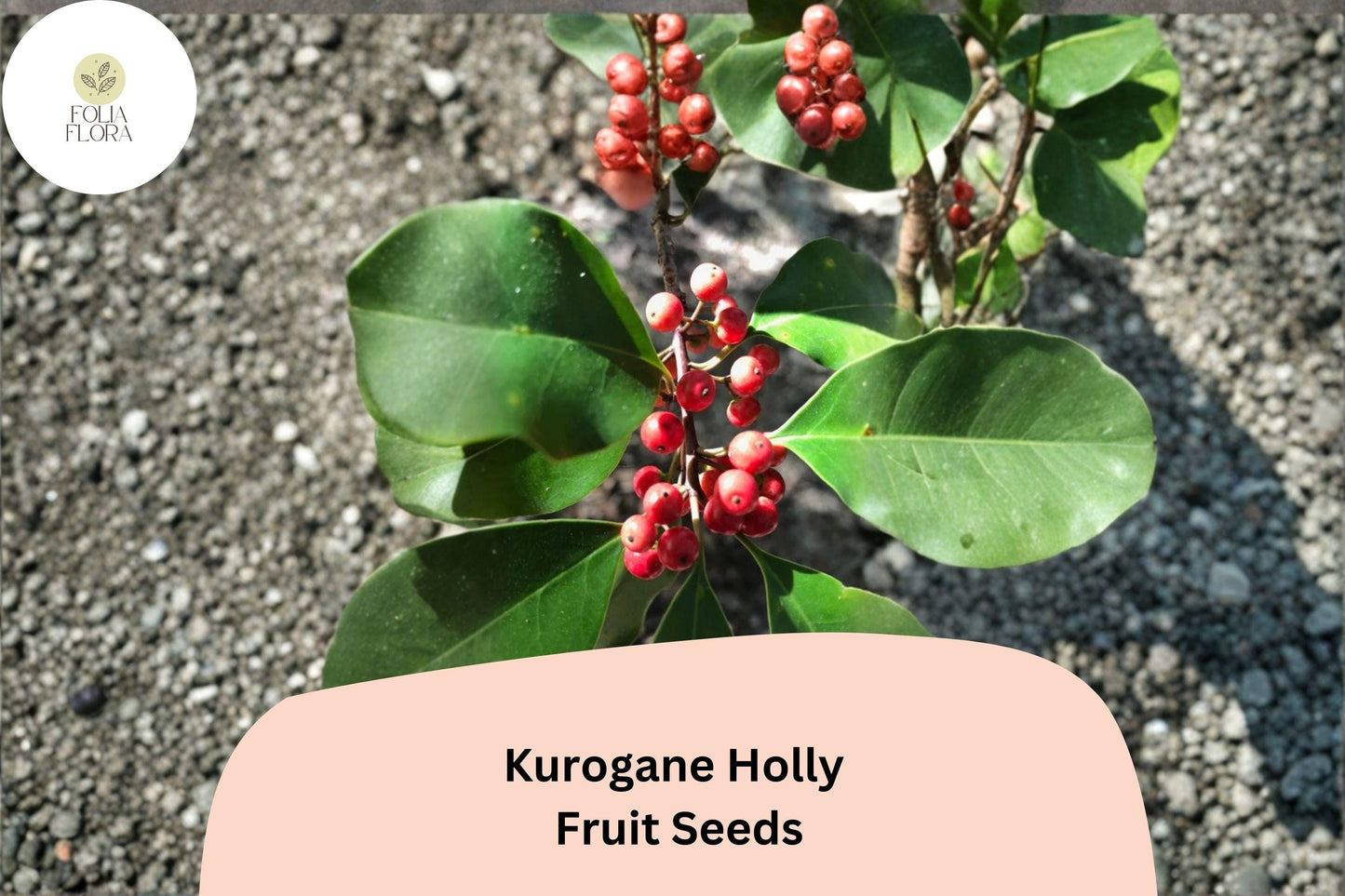 Kurogane Holly Seeds 25 | Ilex rotunda Evergreen Round Leaf Holly Tree Seeds for Garden Planting