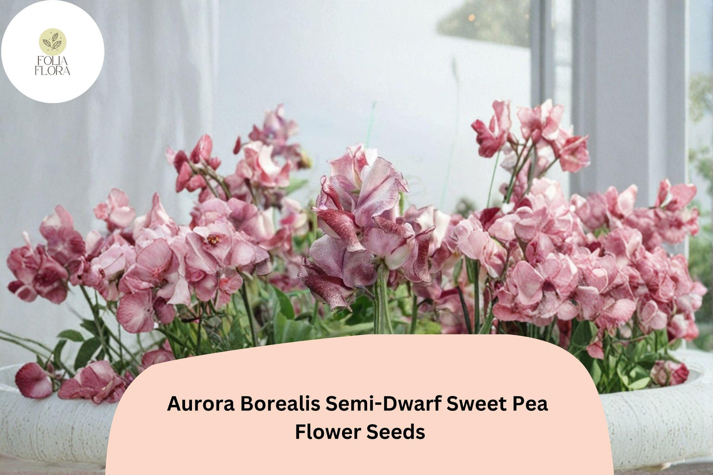 50+ Aurora Borealis Semi-Dwarf Sweet Pea Seeds | Vibrant Multi-Color Flowers for Garden & Trellis