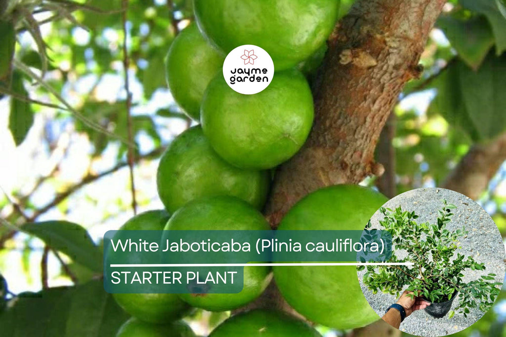 White Jaboticaba Starter Plant (Plinia cauliflora) Unique Tropical Fruit Tree Live Plant 8”-15” | Sweet & Exotic Garden Addition