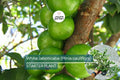 White Jaboticaba Starter Plant (Plinia cauliflora) Unique Tropical Fruit Tree Live Plant 8”-15” | Sweet & Exotic Garden Addition