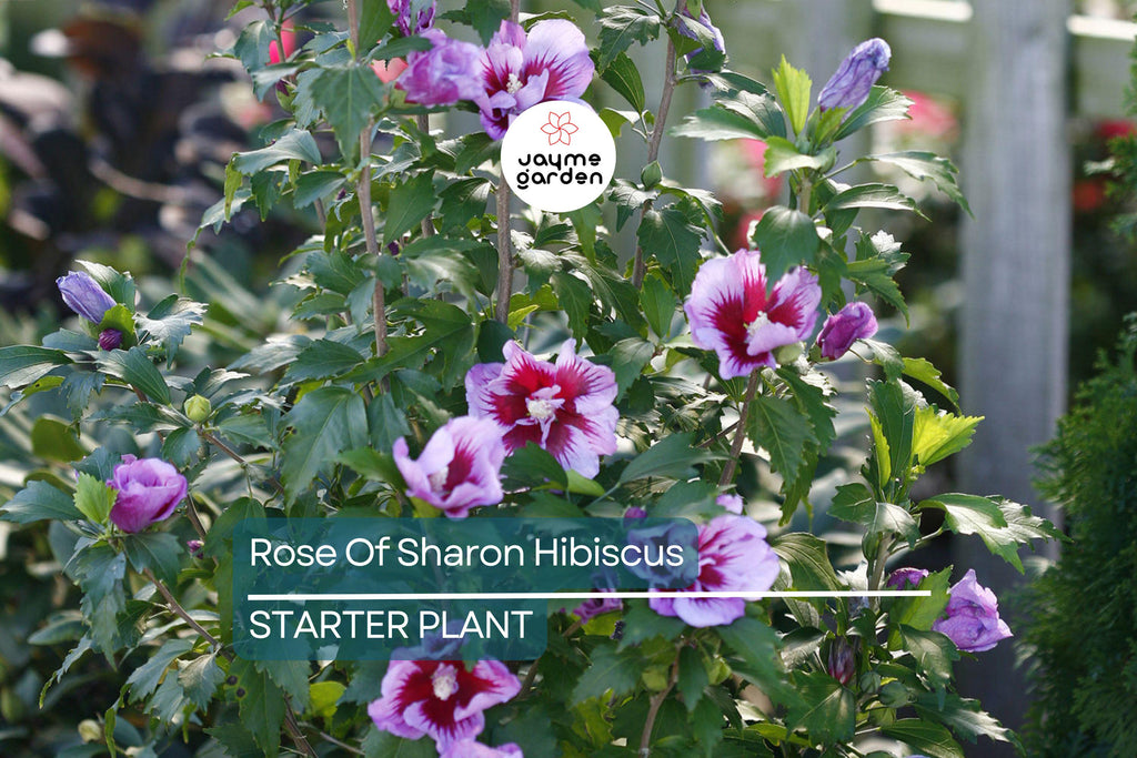 2 Rose of Sharon Hibiscus Starter Plants (6") | Fast Growing Live Roots, Random Color, Can Be White, Purple Or Pink