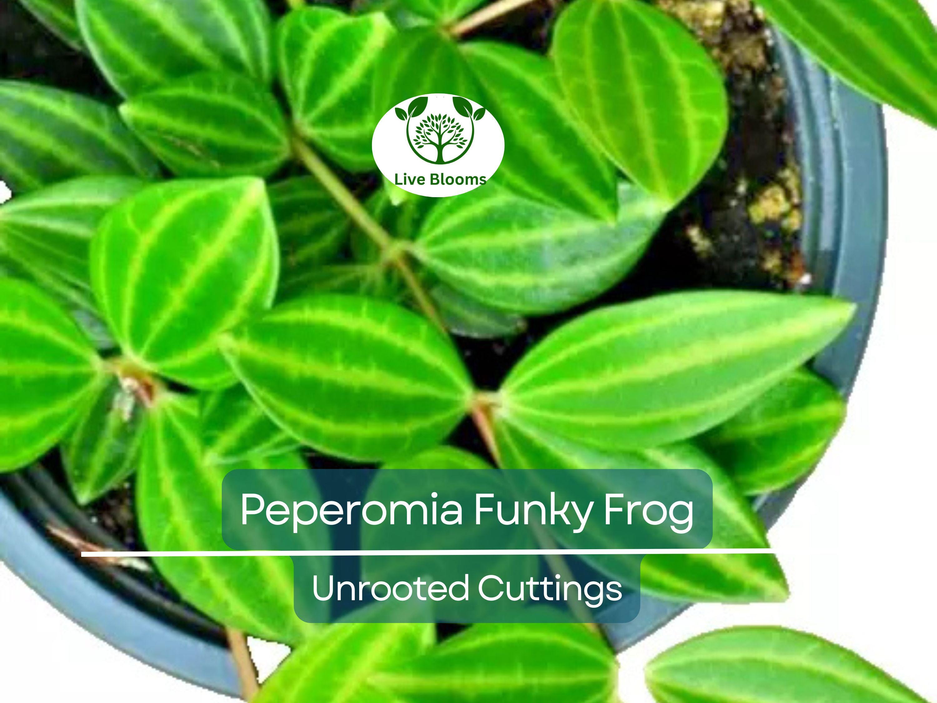 5 Peperomia Angulata Variegated Funky Frog 4" Unrooted Cuttings - Rare Peperomia Houseplant, Easy Care Succulent, Perfect for Propagation