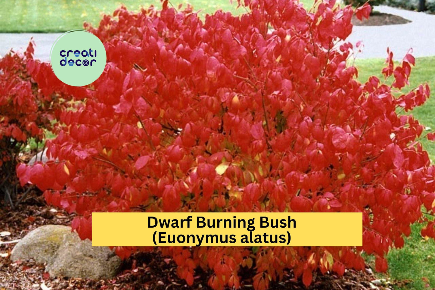 Dwarf Burning Bush | Set of 10 Hardy Euonymus alatus Bare Root Shrubs | Fall Foliage Plants