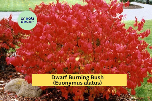 Dwarf Burning Bush | Set of 10 Hardy Euonymus alatus Bare Root Shrubs | Fall Foliage Plants