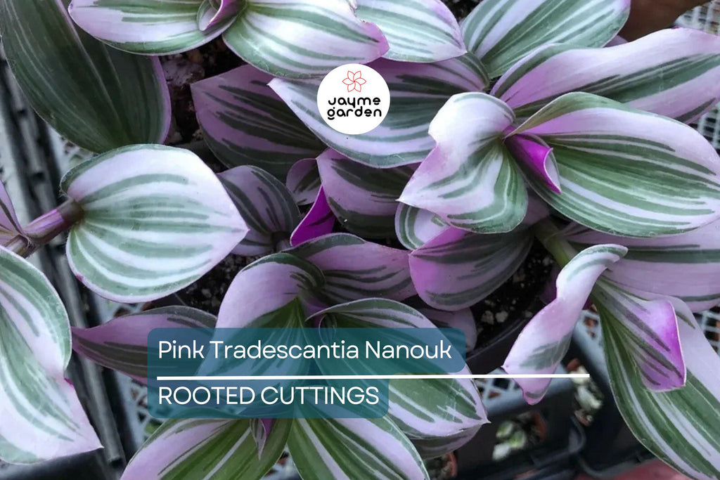 12 Fully Rooted Wandering Jew Cuttings | Tradescantia Zebrina | Healthy, Vibrant & Guaranteed to Grow | Indoor/Outdoor Houseplants