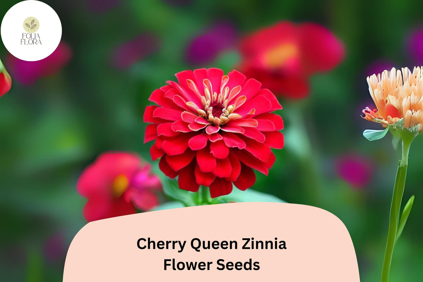 100+ Cherry Queen Zinnia Seeds – Bold Cherry-Red Blooms for Cut Flowers & Summer Gardens