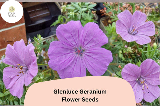 25+ Glenluce Geranium Seeds | Hardy Perennial Cranesbill | Pink-Purple Garden Flowers