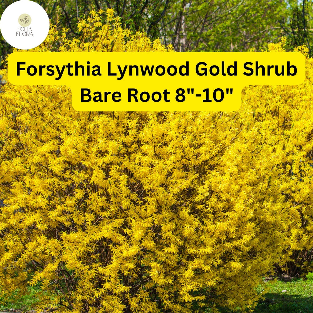 1 Forsythia x intermedia Lynwood Gold Shrub - Live Bare Root Plant 8"-10" for Zones 4-9