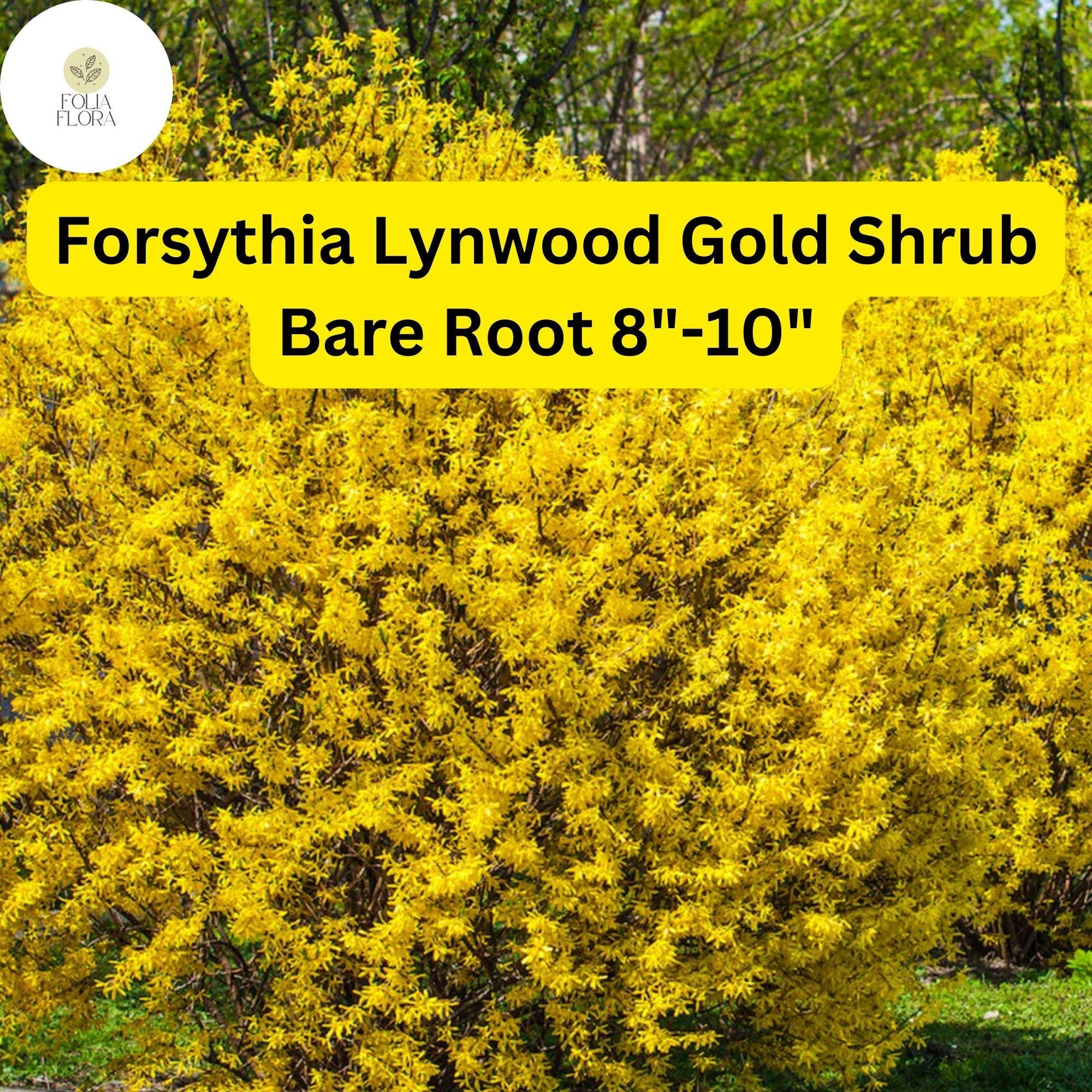 1 Forsythia x intermedia Lynwood Gold Shrub - Live Bare Root Plant 8"-10" for Zones 4-9