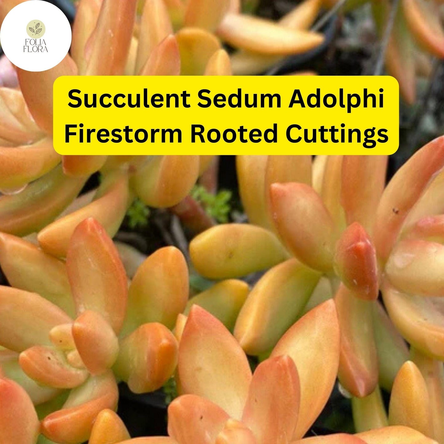 5 Rooted Live Plant Cuttings Succulent Sedum Adolphi 'Firestorm' | Vibrant Red-Orange Edges, Drought-Tolerant, Easy Care